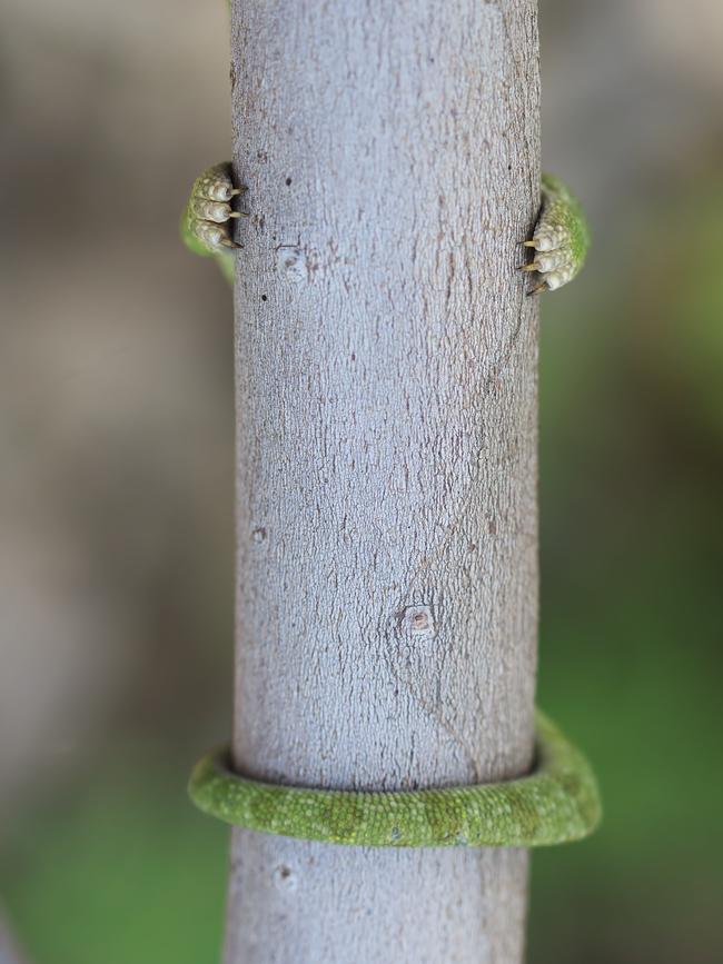 A tiny chameleon fluffs his camouflage efforts. Picture: Nadav Begim/Barcroft Images