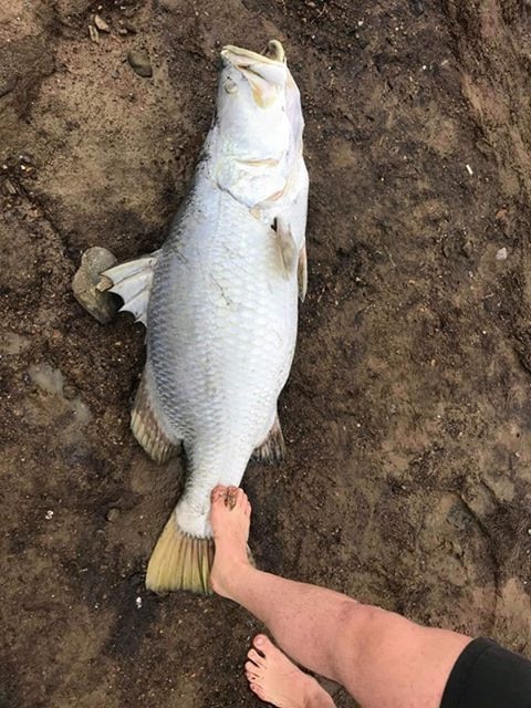 Jesse Bradford's foot with the enormous barramundi he and his friend Dylan Cosgrove found at Kinchent Dam.