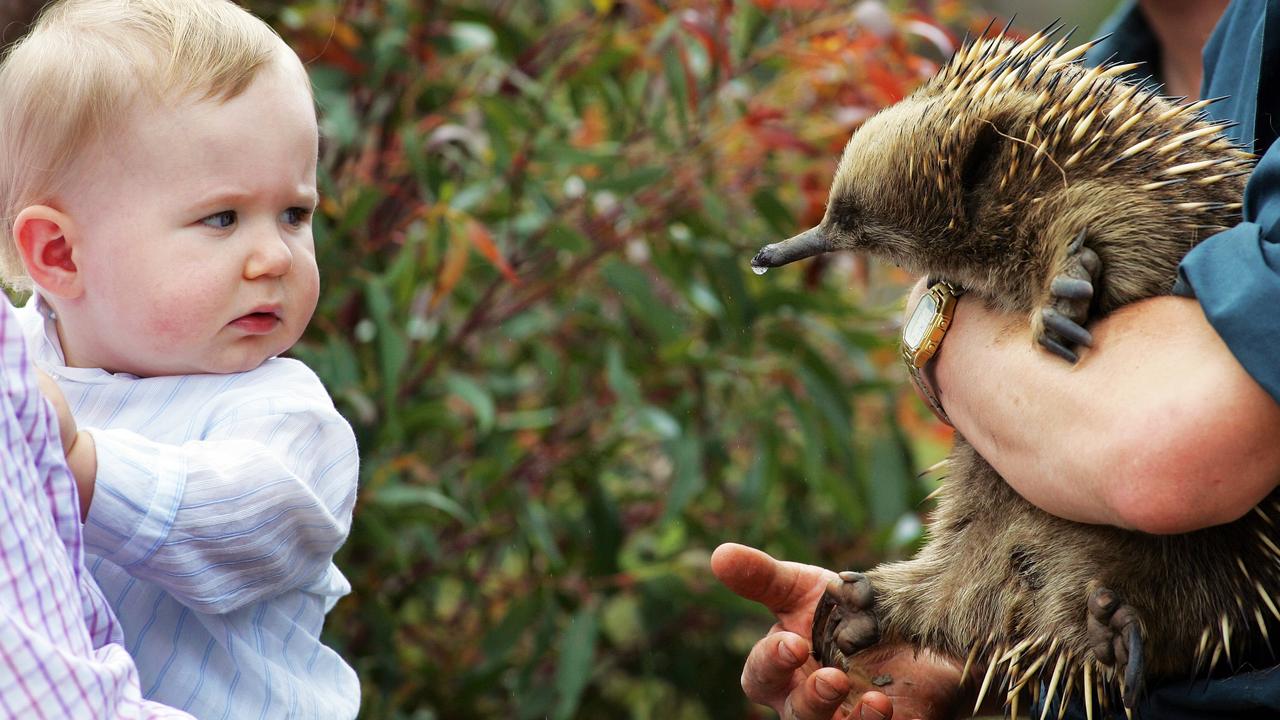 Prince Christian dubiously meets an echidna at Bonorong Wildlife Park during a trip to Australia in 2006. Picture: Craig Borrow