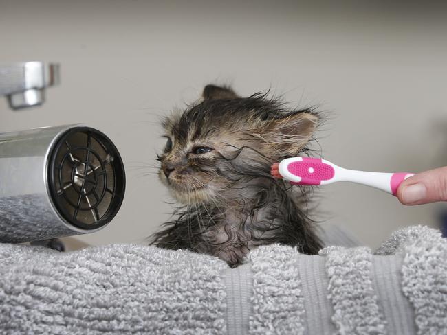 Amber Nadinic combs Sansa’s fur with a tooth brush.