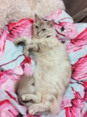 ROXY: Cuddles, dinner and lots and lots of beauty sleep make this pretty kitty happy.