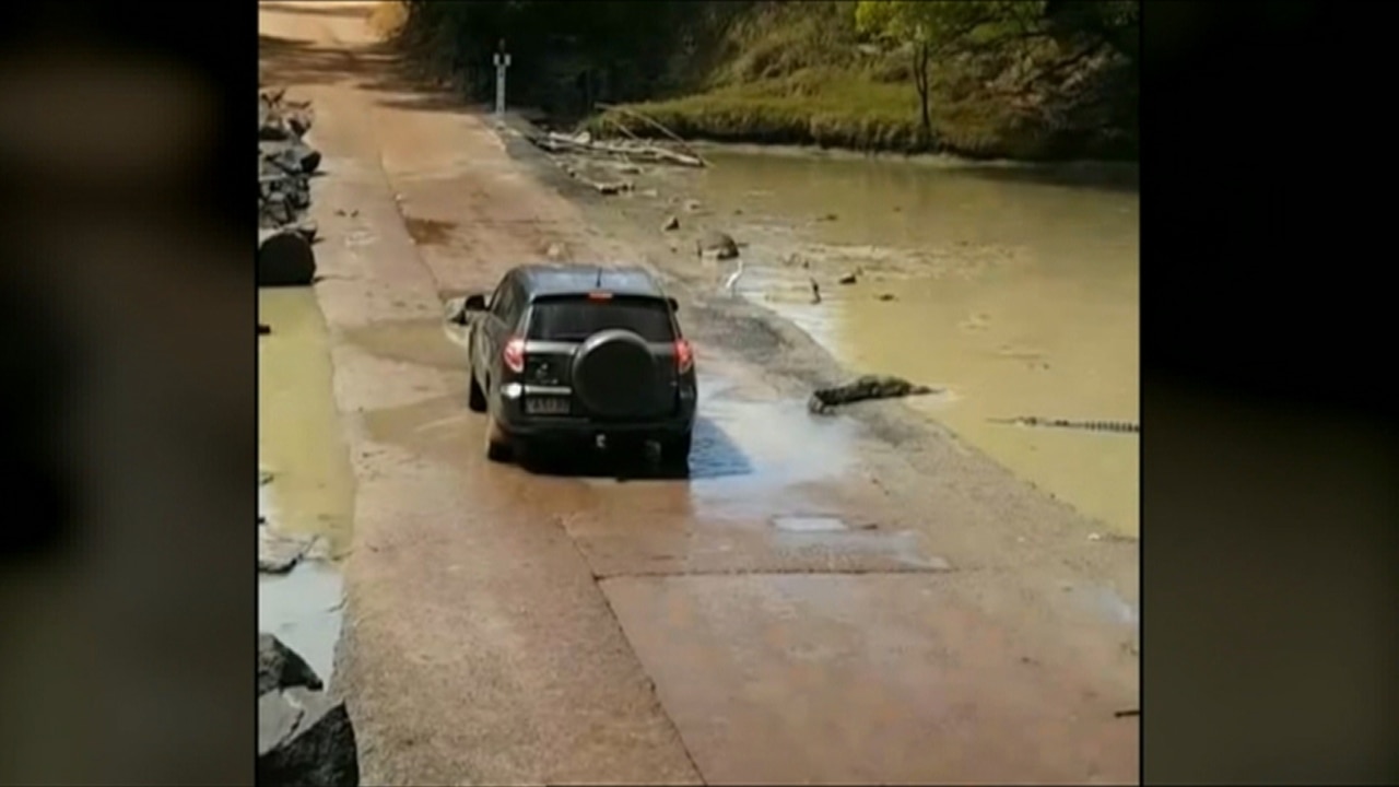 Tourist's car surrounded by crocodiles