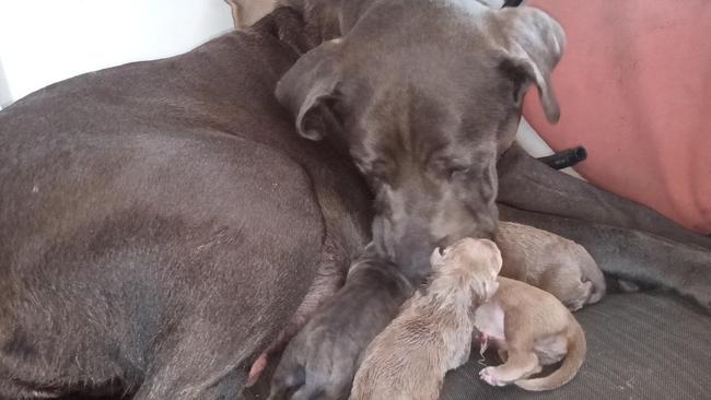 Violet the bandog's litter of puppies were delivered during a walk with owner Brendan Warlow at Tallebudgera Creek, Gold Coast