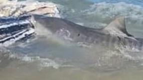 ‘Sharks in a frenzy’: Warning as huge predators spotted in shallows