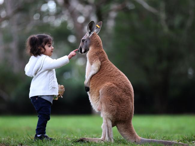 Pareesa Amini, 2, of Parkholme meets a red kangaroo at Cleland Wildlife Park. Picture: Dean Martin