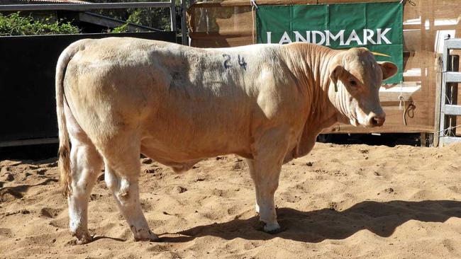 Sale topper at Kandanga Valley - $14,000 purchased through Carl Warren of TopX