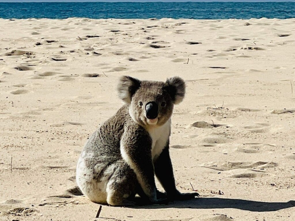 This photo of a koala on the beach may be cute, but it's sparked concerns about habitat loss. Picture: Facebook.