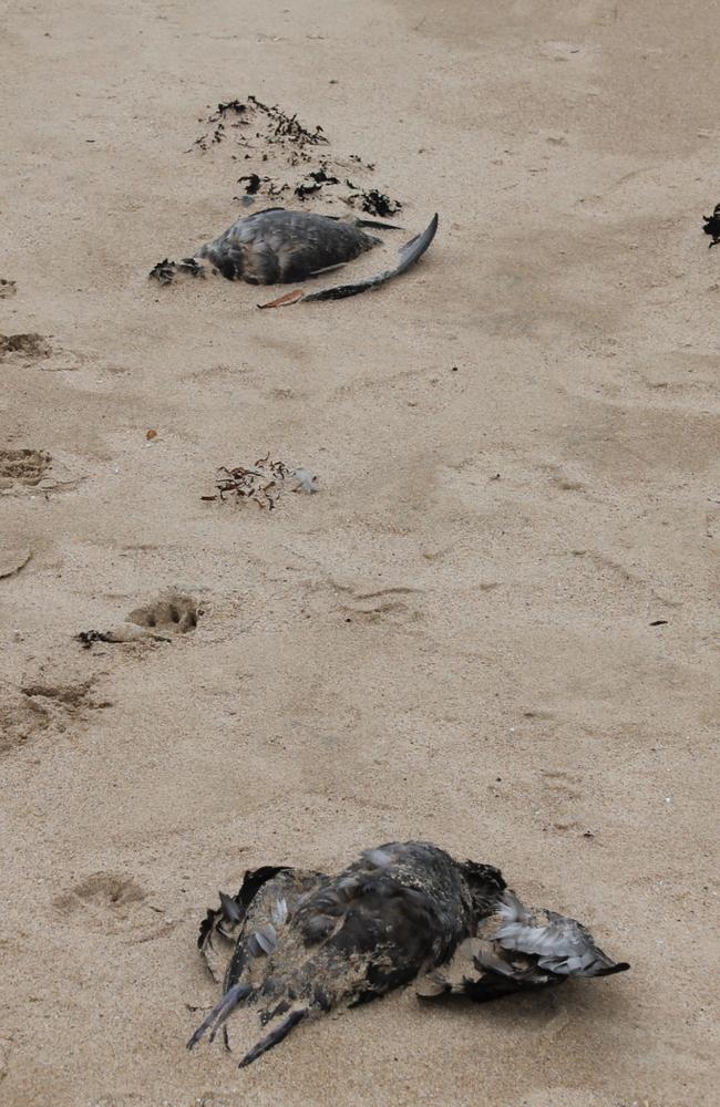 One Guerilla Bay local said he saw 21 dead mutton-birds. Picture: Tom McGann