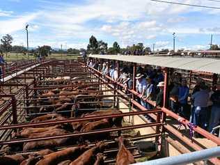 SALE ON: Sale action at the Warwick Saleyards this year. Picture: Candyce Braithwaite