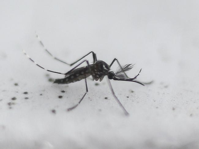 View an Aedes aegypti OX513A mosquito, created by Oxitec, in Piracicaba, Sao Paulo, Brazil on October 26, 2016.  Governments and philanthropists announced an $18 million plan to release mosquitoes resistant to Zika, dengue and other viruses in urban areas of Colombia and Brazil. The program aims to boost mosquito-control efforts by using Wolbachia bacteria beginning next year, following the alarming spread of the mosquito-borne Zika virus, which can cause devastating birth defects.  / AFP PHOTO / Miguel SCHINCARIOL