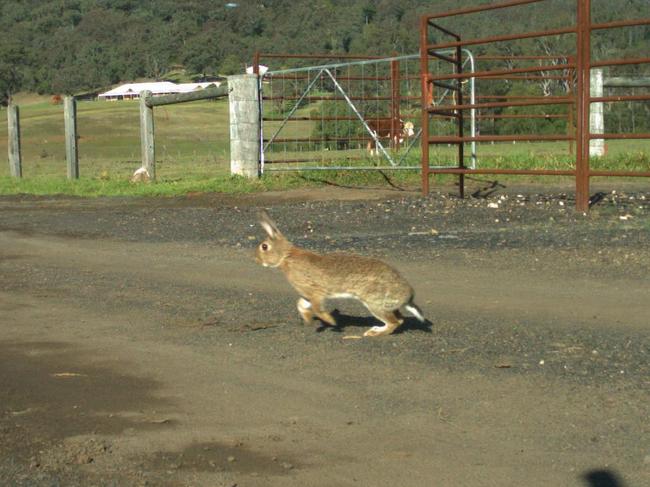 Rabbits are in very high numbers at the moment on the Central Coast.