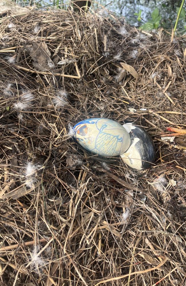 Swan eggs which had been taken and returned to their nest, boiled and drawn on. Picture: Supplied