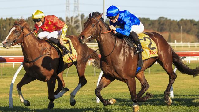 Ron Dufficy and Ray Thomas both believe Anamoe (right) can overcome his wide gate and win the Caulfield Guineas. Picture: Getty Images