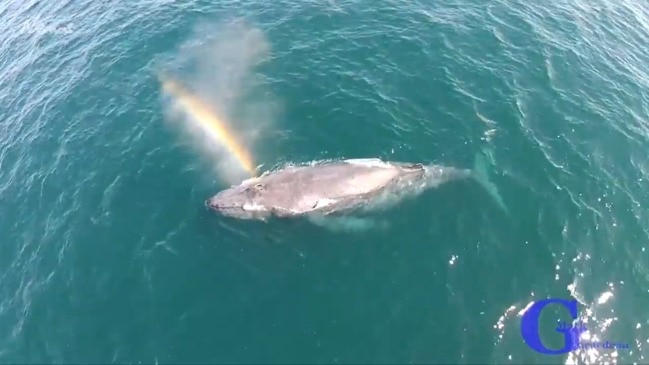 Whale sneezes create rainbows | news.com.au — Australia’s leading news site