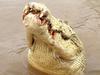 MUST CREDIT PRINT/ONLINE: 4.5-metre half-albino crocodile locals called 'Michael Jackson'. The croc killed a man on the Adelaide River. MUST CREDIT PRINT/ONLINE Adelaide River Queen Cruises