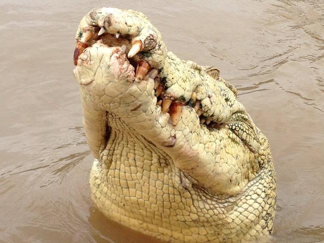 MUST CREDIT PRINT/ONLINE: 4.5-metre half-albino crocodile locals called 'Michael Jackson'. The croc killed a man on the Adelaide River. MUST CREDIT PRINT/ONLINE Adelaide River Queen Cruises