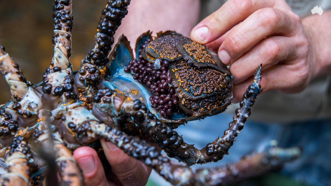 world record crawfish