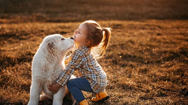 Dogs are part of three-and-a-half million Australian families. Picture: iStock