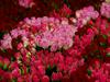 Glyphosate fears over imported flowers