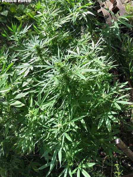 Cannabis plants allegedly found in North’s yard. Picture: NSW Police Force.