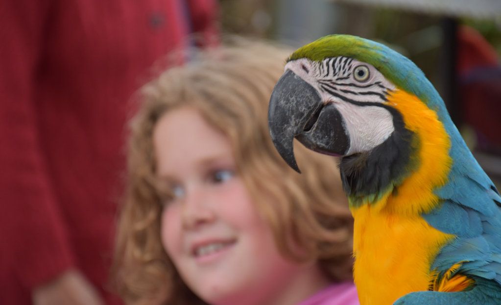 Getting up close with the birds at Maleny Botanic Gardens and Bird World. Picture: Mark Furler