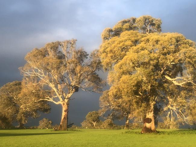 600 year old Red Gum trees thriving at Summit Park.