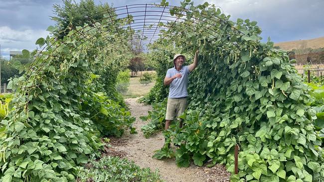 Producer Shabe O'Keefe, at Woolamai in Bass Coast plants his crops carefully, with this archway of beans used as shelter for a neighbouring crop of zucchinis. PICTURE: Madeleine Stuchbery.