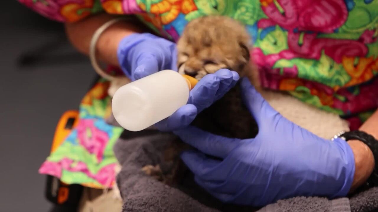 Zookeepers feed two-week-old cheetah cub