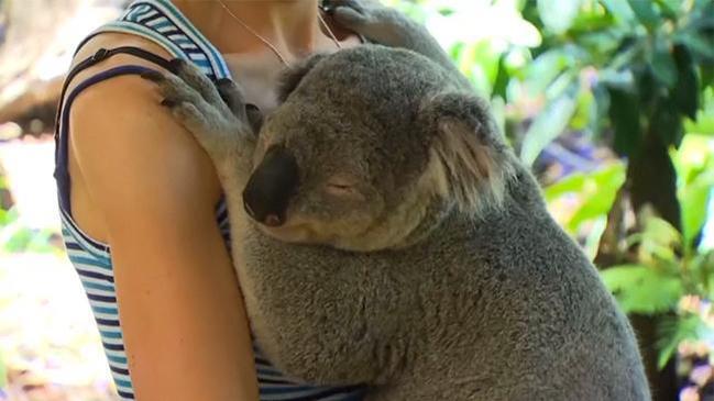 Koalas train to cuddle world leaders at G20 (2014)