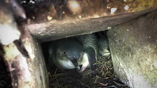 Penguins huddle together during the Granite Island penguin census. Picture: Joanna Robinson