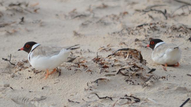 Two hooded plovers have nested at Seacliff. Picture: Supplied