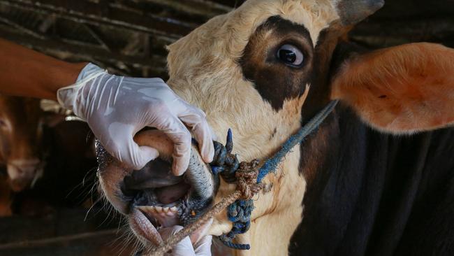 This picture taken on June 24, 2022 shows a veterinarian inspecting cattle for foot-and-mouth disease in Bandar Lampung, Lampung province. (Photo by PERDIANSYAH / AFP)