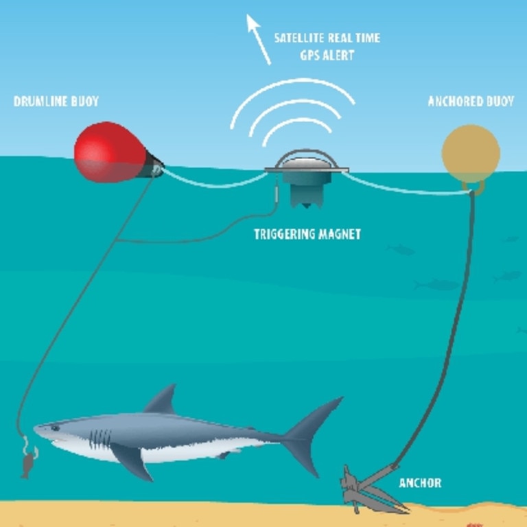 Great white shark: Released from Whale Beach drumline | Daily Telegraph