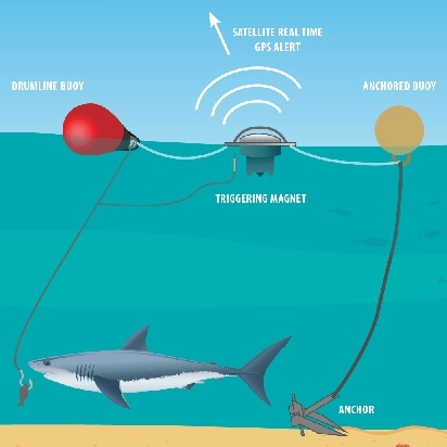 How shark SMART drumlines work. Source: NSW Department of Primary Industries