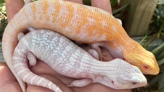 Kyle Chalmers' blue tongue lizards. Picture: <a href="https://www.instagram.com/adl_bluetongues/" title="www.instagram.com">adl_bluetongues / Instagram</a>