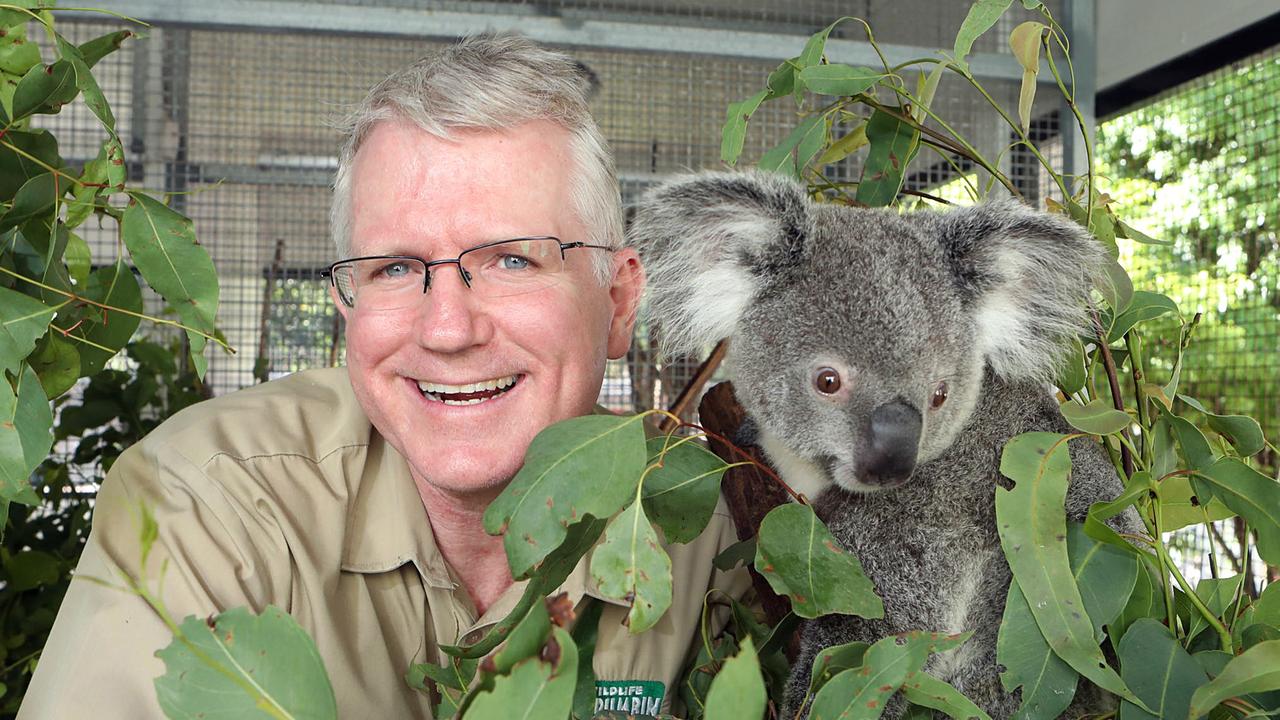 Gold Coast koalas could soon be extinct, Currumbin Wildlife Hospital ...