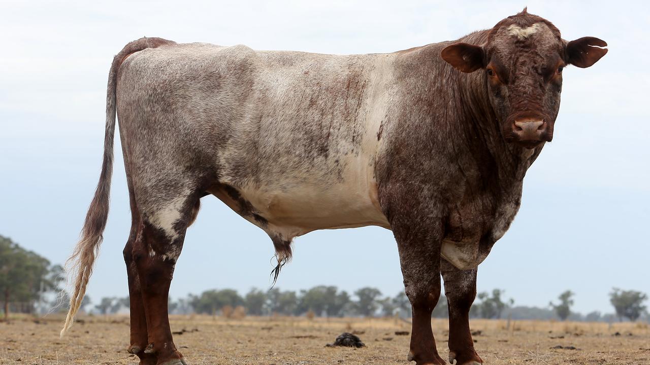 The family cross Shorthorn with Maine-Anjou breed because the latter has a bigger, faster growing frame and converts feed easily. Picture: Yuri Kouzmin