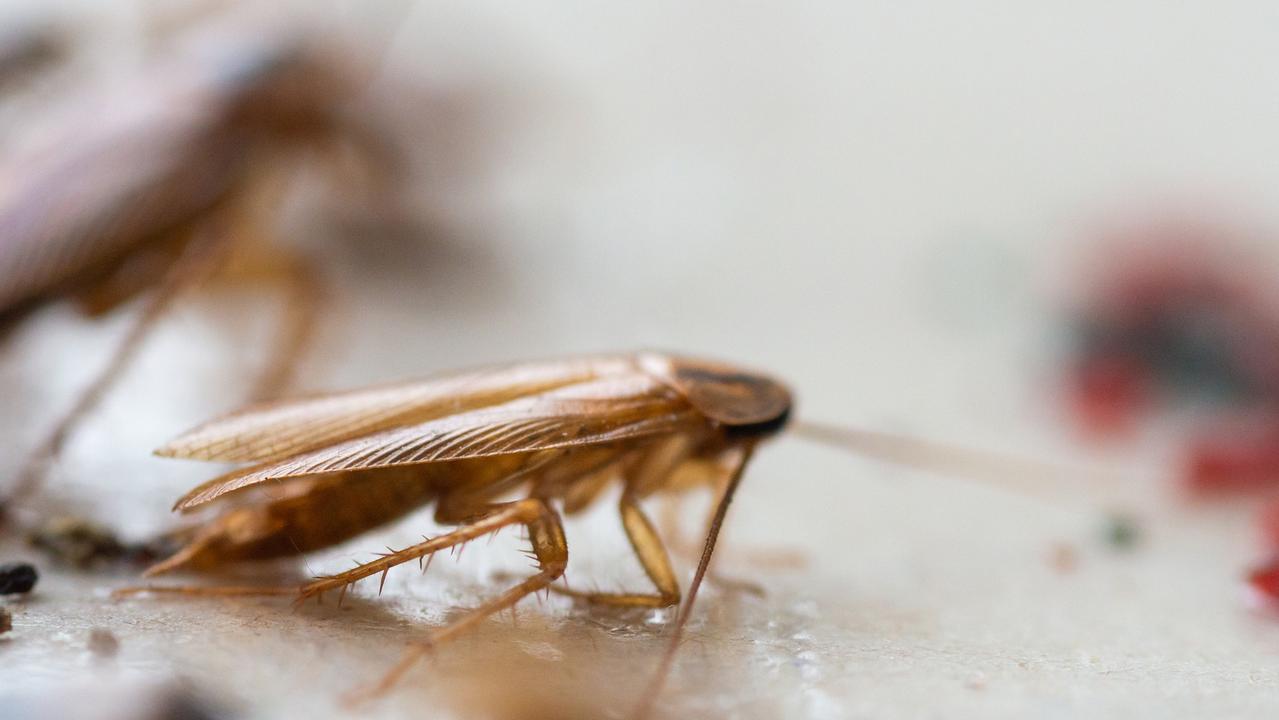 Good hygiene helps keep Cockroaches away.