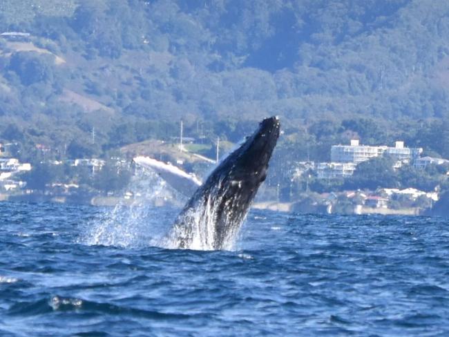 Carly Adams took this shot of a breaching whale while she was out with Jetty Dive Coffs Harbour. Coffs cover image