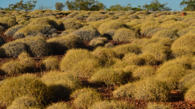 Spinifex grass in outback Queensland. Picture: File