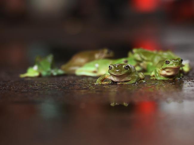 Frogs slowly getting their legs during one of the races at the Noonamah Tavern’s annual frog race. PICTURE: Justin Kennedy