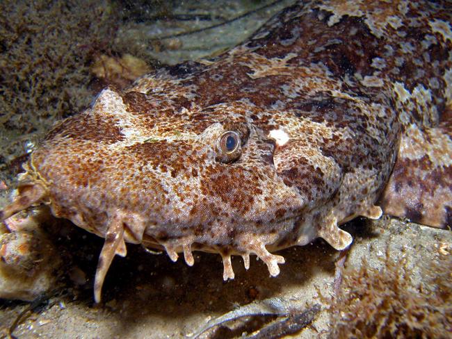 A wobbegong shark from Manly's Cabbage Tree Bay Aquatic Reserve.