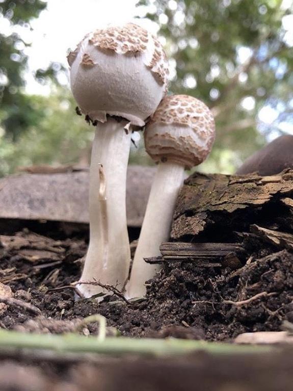 The drumstick like one with scales is a still expanding, and will become a mushroom-like fruit body. It is a parasol mushroom, a species of the genus Macrolepiota. Photo: Bel Rose