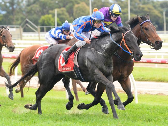 Flying Mikki, pictured winning at Moe in October last year, has a great each-way chance at double figure odds at Flemington on Saturday. Picture: Ross Holburt / Racing Photos