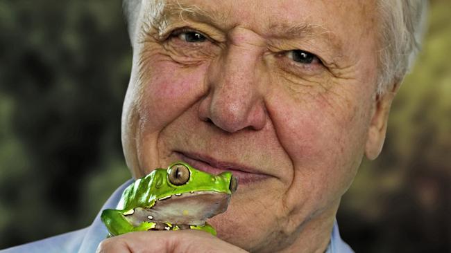 David Attenborough Shares His Natural Curiosity For Animal World The   99d676c32eb5626eb8039b4efc747d2b