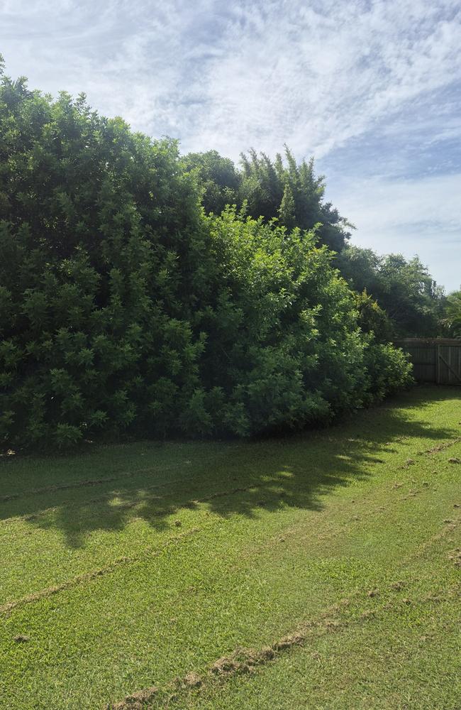 Trees overgrown from the abandoned property spill over into neighbouring backyards.