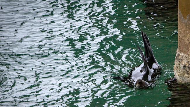 A seal lolling under the Brighton jetty a day after the beach was closed due to a shark sighting. Picture: Emma Brasier