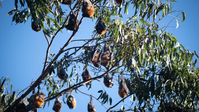 Some of the bats at Riverglade Reserve on Friday morning.