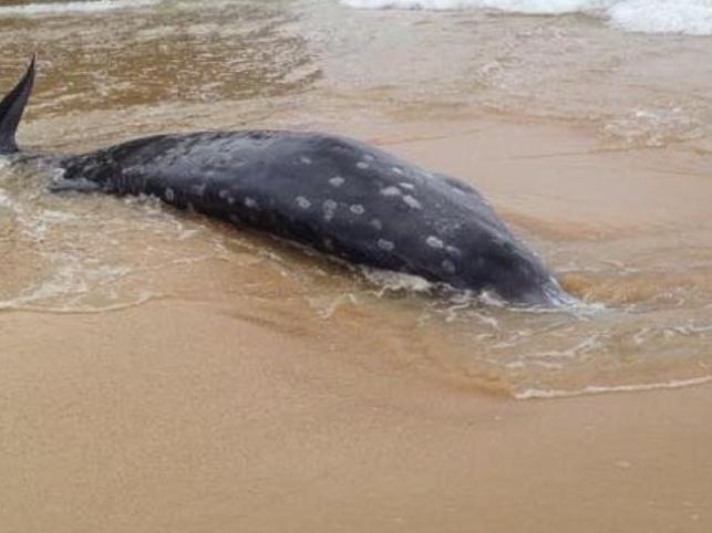 Facebook image from ORRCA Inc: "A rare beaked whale has washed up on a beach near Newcastle this morning These deep sea animals are mainly known from wash-ups and strandings, and not that commonly seen at sea." Picture: Facebook / ORRCA Inc