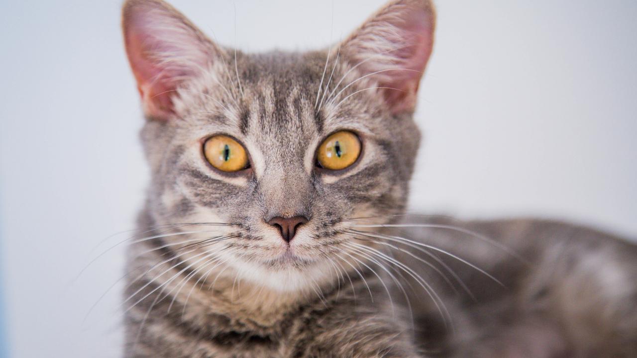 Free and cheap cats and kittens could be to blame for low AWLQ adoption ...